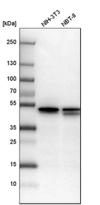 Western blot analysis in mouse cell line NIH-3T3 and rat cell line NBT-II.