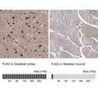 Anti-PJA2 Antibody