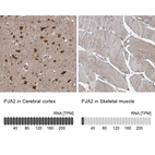 Anti-PJA2 Antibody