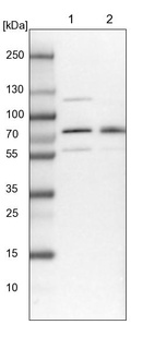 Lane 1: NIH-3T3 cell lysate (Mouse embryonic fibroblast cells)_br/_Lane 2: NBT-II cell lysate (Rat Wistar bladder tumour cells)