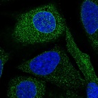 Immunofluorescent staining of human cell line U-2 OS shows localization to nuclear membrane & cytosol.