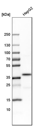 Western blot analysis in human cell line HepG2.