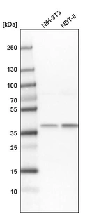 Western blot analysis in mouse cell line NIH-3T3 and rat cell line NBT-II.