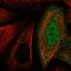 Immunofluorescent staining of human cell line U-2 OS shows localization to nucleoplasm & cytosol.