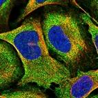 Immunofluorescent staining of human cell line U-2 OS shows localization to plasma membrane & cytosol.