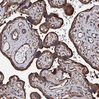 Immunohistochemical staining of human placenta shows strong cytoplasmic positivity in trophoblastic cells.