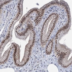 Immunohistochemical staining of human Gallbladder shows strong nuclear positivity in glandular cells.