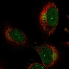 Immunofluorescent staining of human cell line U-251 MG shows localization to nucleus, nucleoli & the Golgi apparatus.
