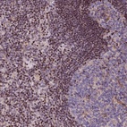 Anti-SP4 Antibody