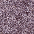 Anti-SP4 Antibody