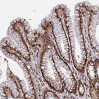 Immunohistochemical staining of human stomach shows strong nuclear positivity in glandular cells.