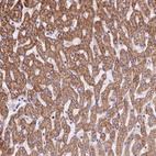 Anti-VWCE Antibody