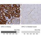 Anti-CRYL1 Antibody