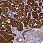 Immunohistochemical staining of human kidney shows high expression.