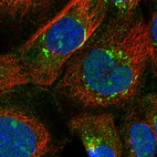 Immunofluorescent staining of human cell line A-431 shows localization to nucleus, nucleoli & the Golgi apparatus.