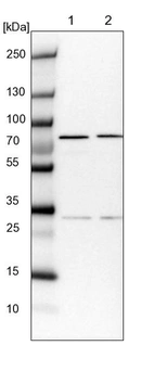 Lane 1: NIH-3T3 cell lysate (Mouse embryonic fibroblast cells)_br/_Lane 2: NBT-II cell lysate (Rat Wistar bladder tumour cells)