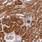 Anti-SPG11 Antibody