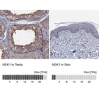 Anti-NEK1 Antibody