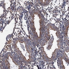 Immunohistochemical staining of human endometrium shows moderate membranous positivity in glandular cells.