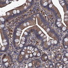 Immunohistochemical staining of human small intestine shows moderate cytoplasmic positivity in glandular cells.
