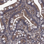 Immunohistochemical staining of human small intestine shows moderate cytoplasmic positivity in glandular cells.