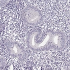 Immunohistochemical staining of human endometrium shows no positivity in glandular cells as expected.