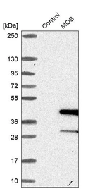 Western blot analysis in control (vector only transfected HEK293T lysate) and MOS over-expression lysate (Co-expressed with a C-terminal myc-DDK tag (~3.1 kDa) in mammalian HEK293T cells, LY417350).