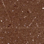 Immunohistochemical staining of human cerebral cortex shows strong positivity in neuropil.