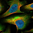 Immunofluorescent staining of human cell line U-2 OS shows localization to nucleoplasm, cytosol & mitochondria.