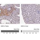 Anti-ADO Antibody