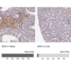 Anti-ADO Antibody