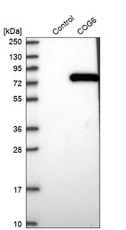 Western blot analysis in control (vector only transfected HEK293T lysate) and COG6 over-expression lysate (Co-expressed with a C-terminal myc-DDK tag (~3.1 kDa) in mammalian HEK293T cells, LY412375).