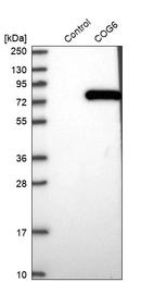 Western blot analysis in control (vector only transfected HEK293T lysate) and COG6 over-expression lysate (Co-expressed with a C-terminal myc-DDK tag (~3.1 kDa) in mammalian HEK293T cells, LY412375).