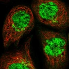 Immunofluorescent staining of human cell line A-431 shows localization to nuclear speckles & the Golgi apparatus.