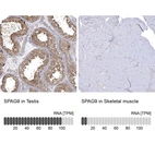Anti-SPAG9 Antibody