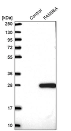 Western blot analysis in control (vector only transfected HEK293T lysate) and FAM96A over-expression lysate (Co-expressed with a C-terminal myc-DDK tag (~3.1 kDa) in mammalian HEK293T cells, LY410258).