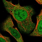 Immunofluorescent staining of human cell line U-2 OS shows localization to nucleoplasm & cytosol.