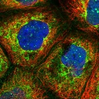 Immunofluorescent staining of human cell line A-431 shows localization to nuclear bodies & mitochondria.