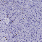 Immunohistochemical staining of human pancreas shows no positivity in exocrine glandular cells as expected.