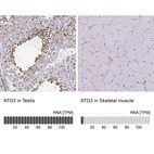 Anti-ATG3 Antibody
