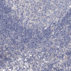 Immunohistochemical staining of human lymph node shows no positivity in non-germinal center cells as expected.