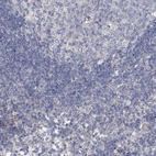 Immunohistochemical staining of human lymph node shows no positivity in non-germinal center cells as expected.