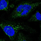 Immunofluorescent staining of human cell line U-2 OS shows localization to mitochondria.