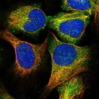 Immunofluorescent staining of human cell line U-2 OS shows localization to cytosol.