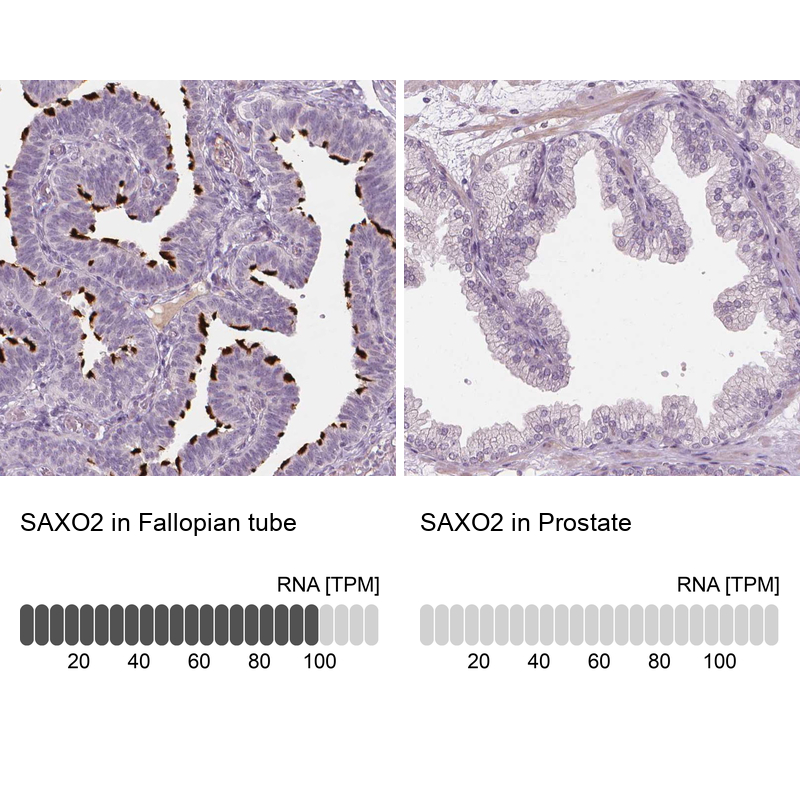 Anti-SAXO2 Antibody