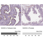 Anti-SAXO2 Antibody