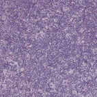 Immunohistochemical staining of human lymphoid tissues shows no positivity in non-germinal center cells.