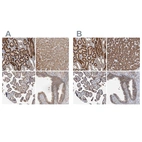 Anti-CEP68 Antibody