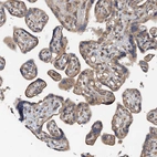 Immunohistochemical staining of human placenta shows weak granular cytoplasmic positivity in trophoblastic cells.