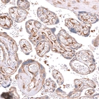 Immunohistochemical staining of human placenta shows strong cytoplasmic positivity in endothelial cells.